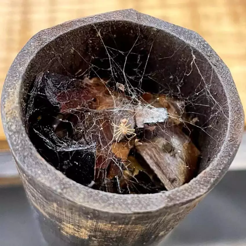 Découvrez l’art du Pu’erh au Vietnam : mythe ou réalité ? 1 Pu'erh au Vietnam