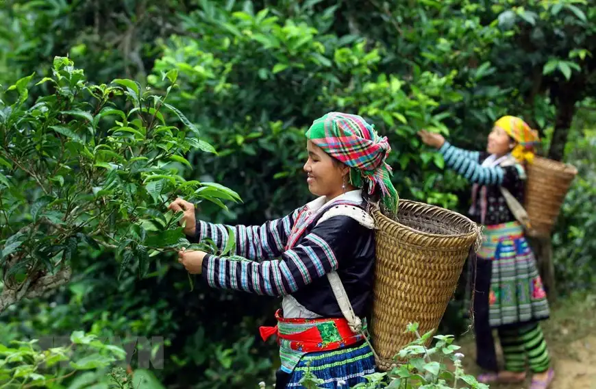 Qu'est-ce qui fait la qualité d’un thé vietnamien ? Récolte, cueillette, saison : quels éléments influencent vraiment le goût ? 1 recolte du the vietnamien