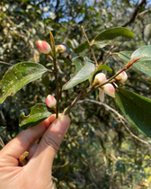 9A 9A