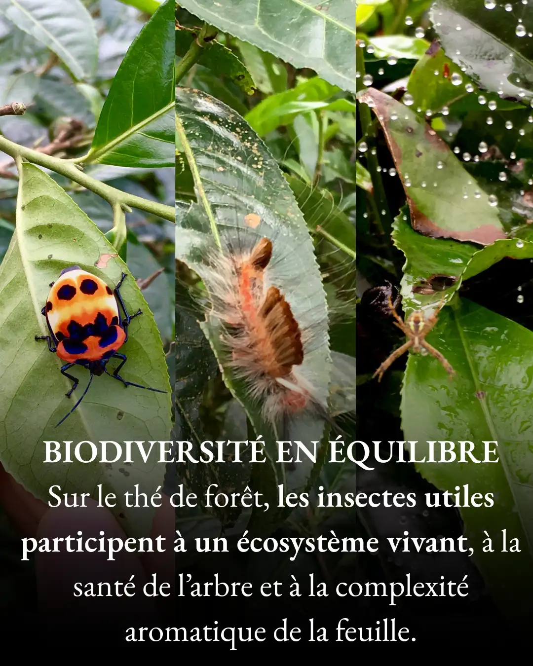 Biodiversité en équilibre Biodiversité en équilibre