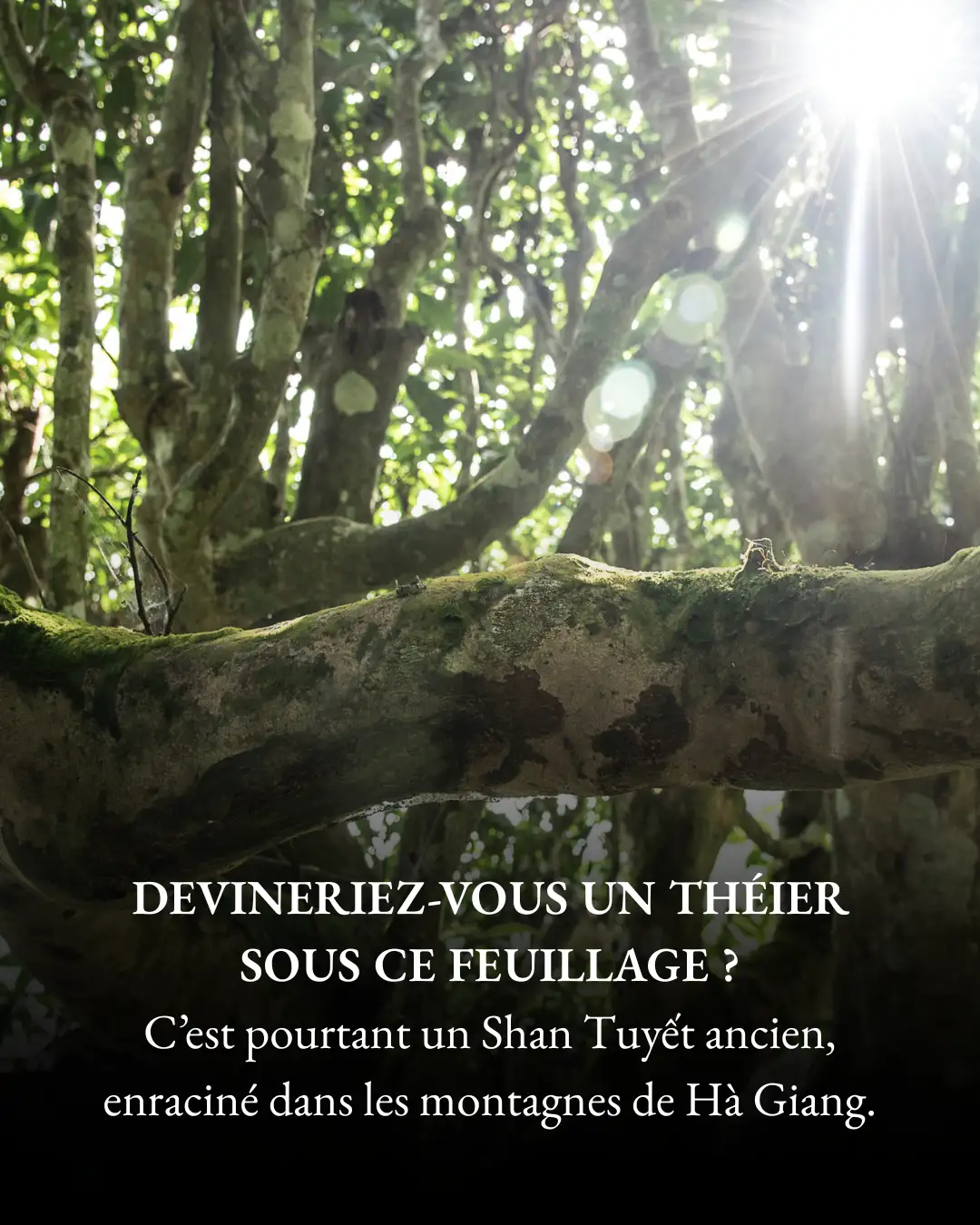 Devineriez-Vous un thesier sous ce feuillage Devineriez-Vous un thesier sous ce feuillage