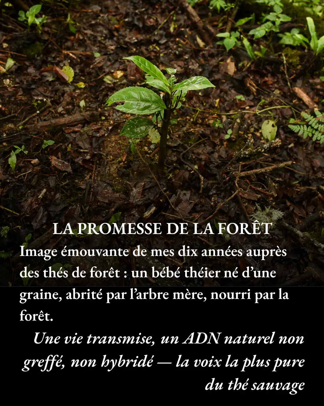 La Promese de la foret La Promese de la foret