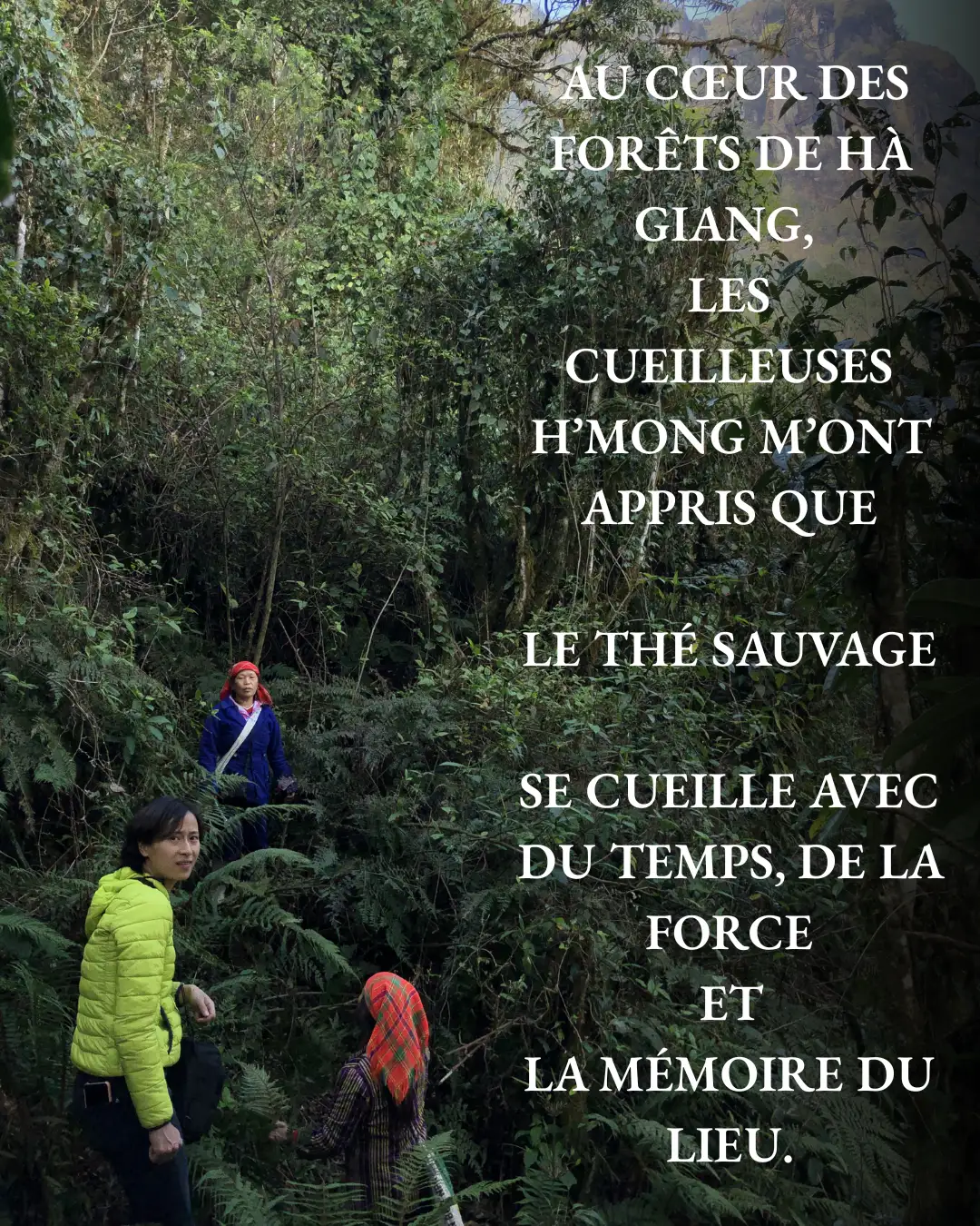 Le Thé Sauvage Le Thé Sauvage
