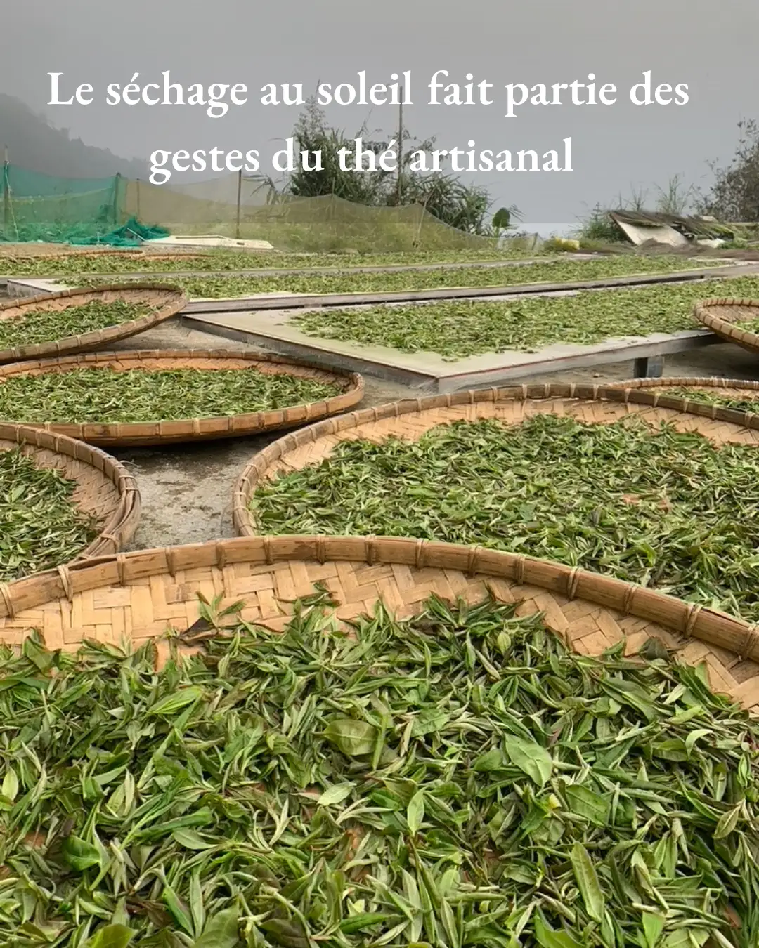 Le seschage au soleil fait partie des gertes du thé artisanal Le seschage au soleil fait partie des gertes du thé artisanal