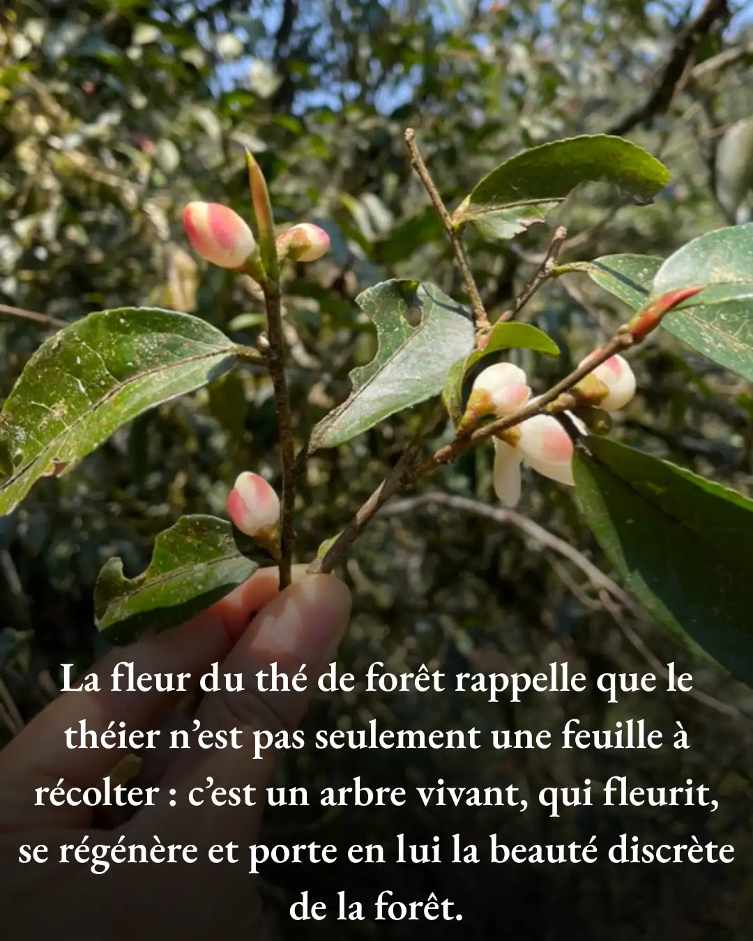 Les Théiers – La Force de la Forêt Les Théiers – La Force de la Forêt