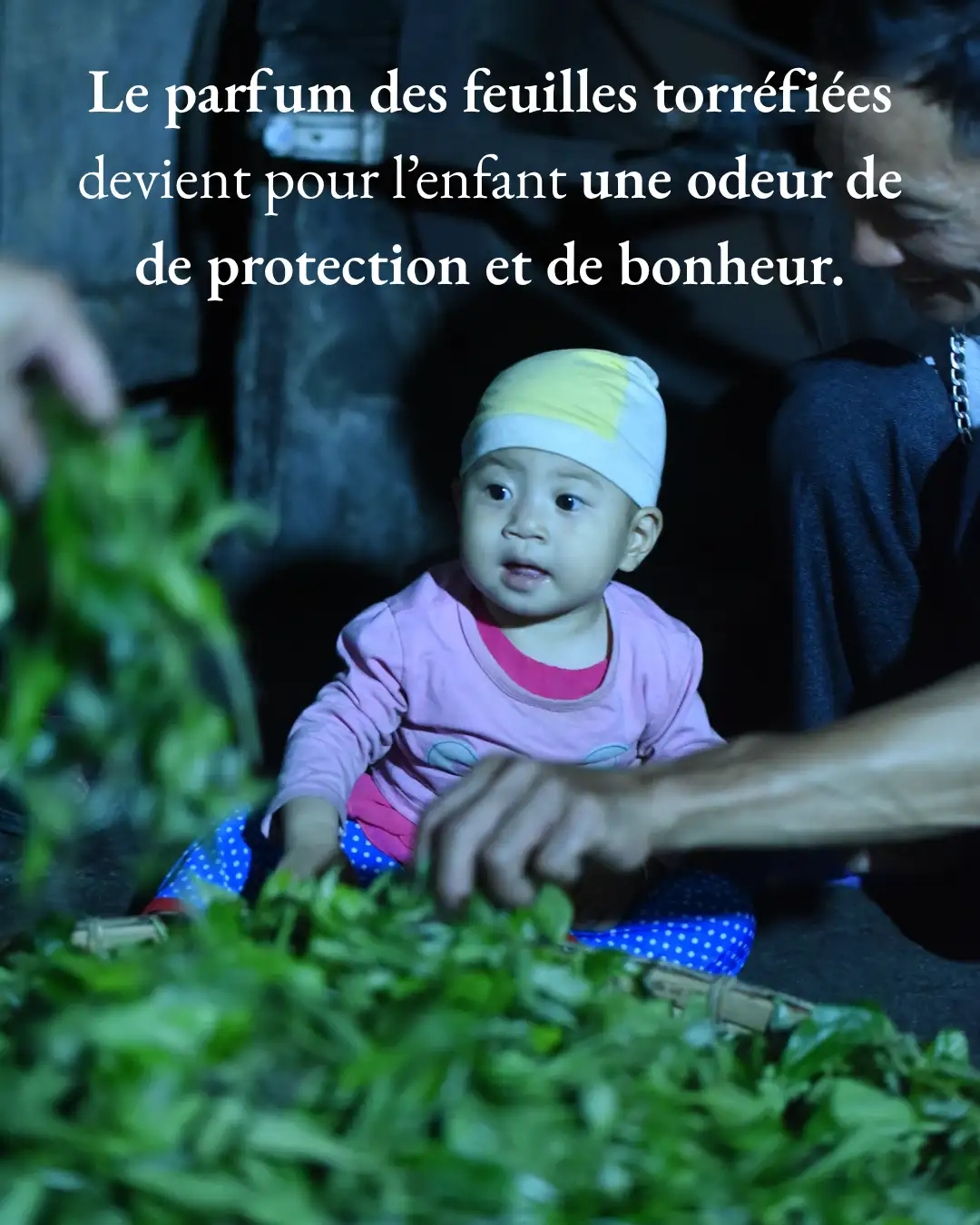 Les Théiers – Le Parfum du Bonheur Les Théiers – Le Parfum du Bonheur
