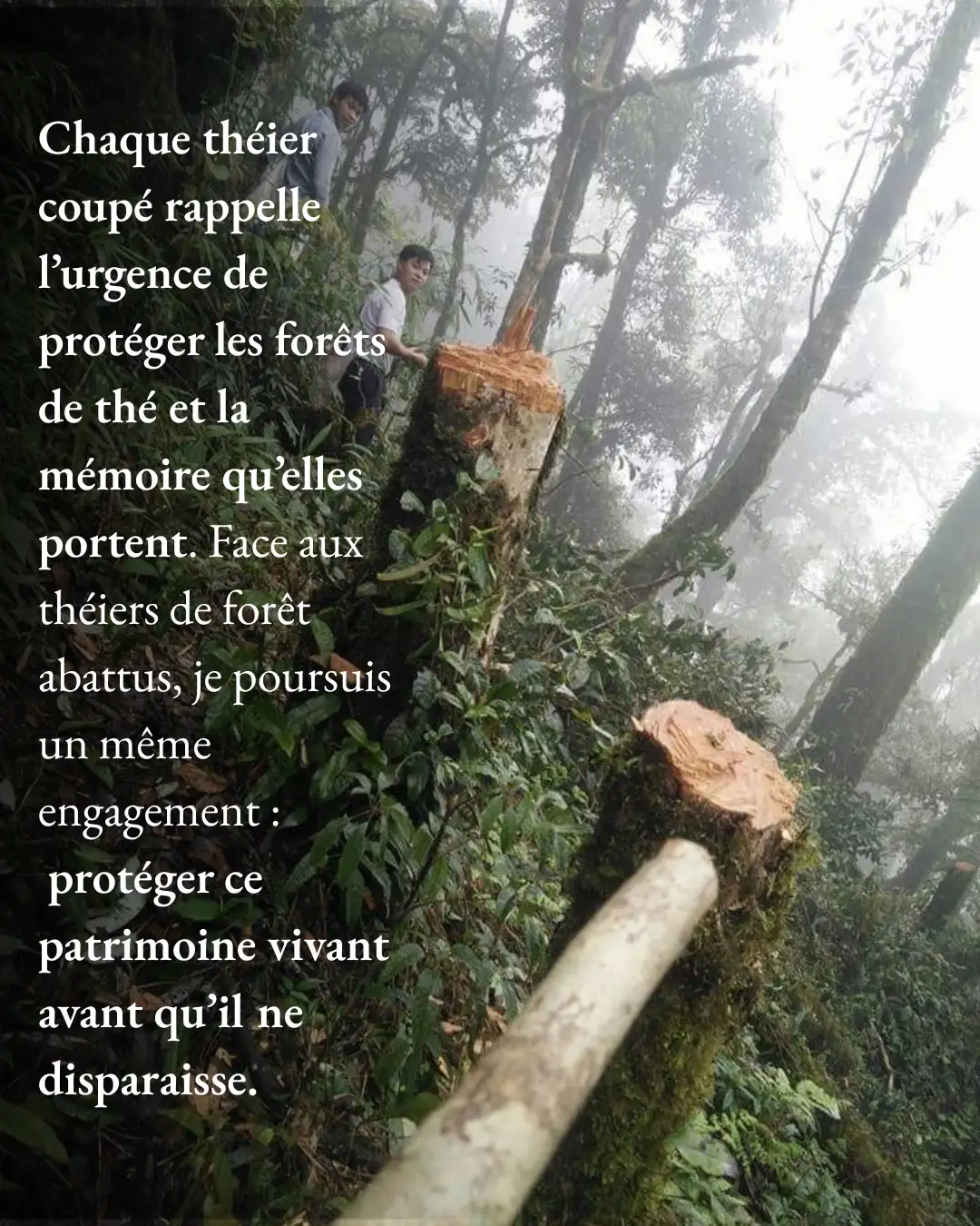 protéger ce patrimoine vivant avant qu’il ne disparaise protéger ce patrimoine vivant avant qu’il ne disparaise