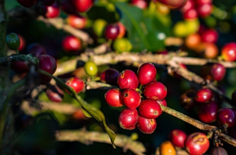 Cerises de café vietnamien mûres sur l’arbre, prêtes à être récoltées