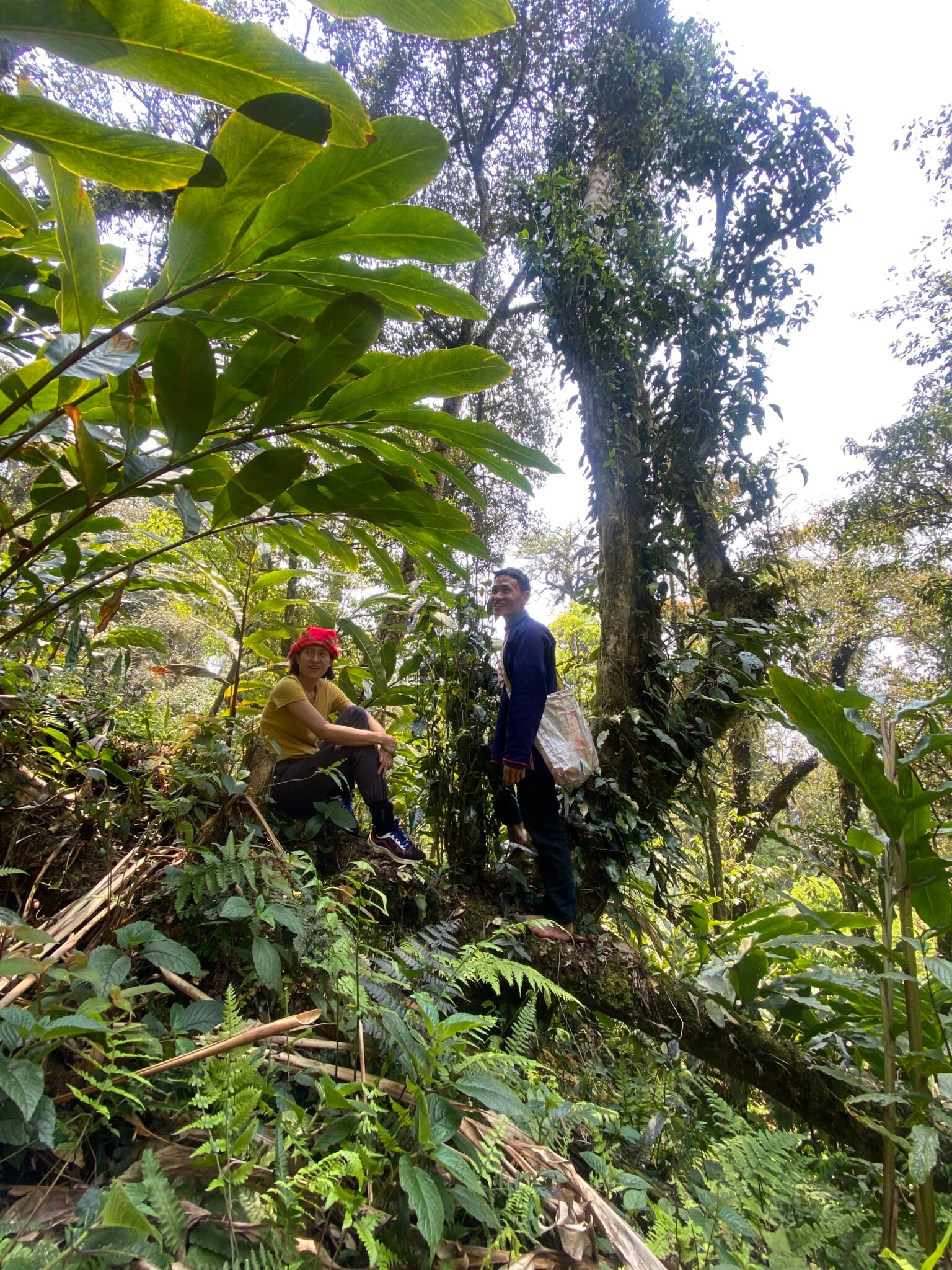 Le thé vietnamien, au-delà des idées reçues 5 foret de thé