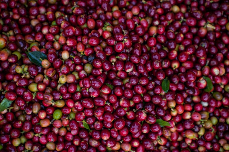 Café de spécialité Vietnam